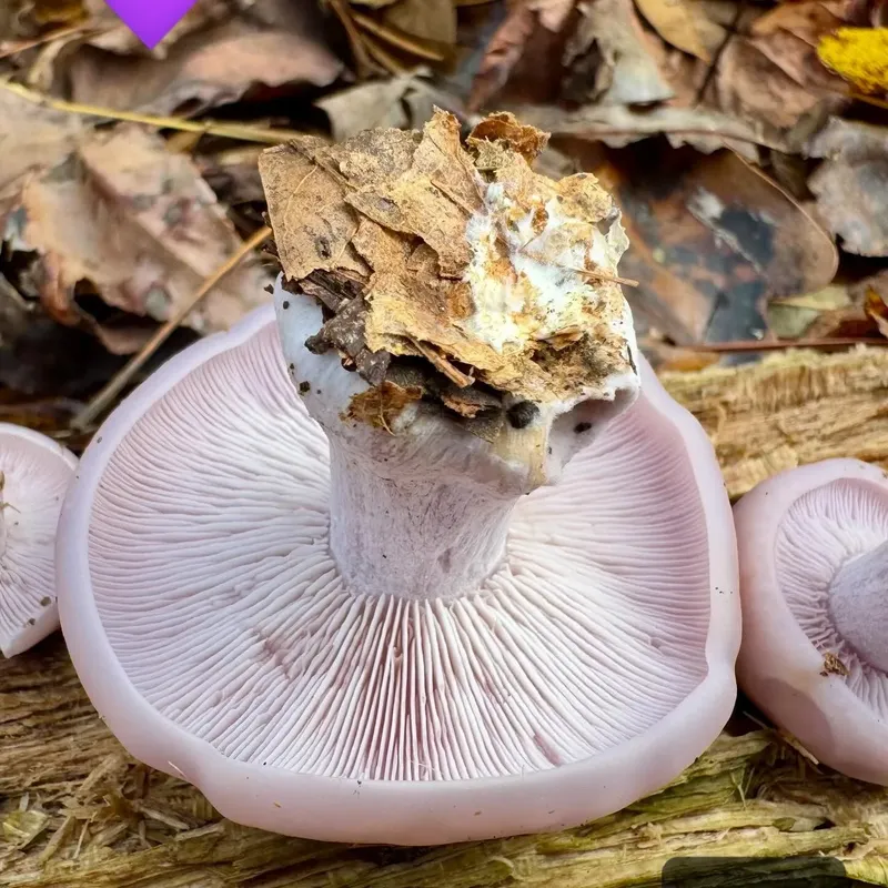 Blewit Living Mulch (Lepista nuda) - 5lb - Image 2