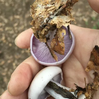 Blewit Living Mulch (Lepista nuda) - 5lb - Image 4