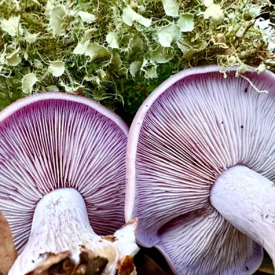 Blewit Living Mulch (Lepista nuda) - 5lb - Image 5