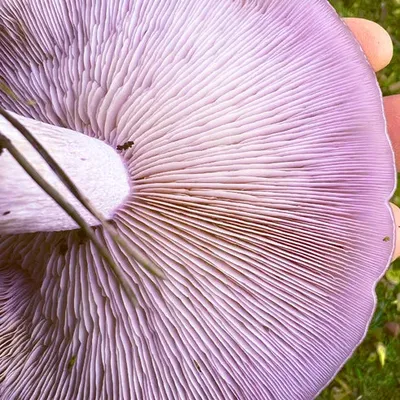 Blewit Living Mulch (Lepista nuda) - 5lb - Image 6