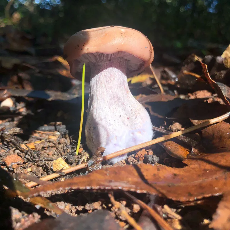 Bluefoot - (Lepista sordida) Sawdust Spawn- 5lb - Image 3