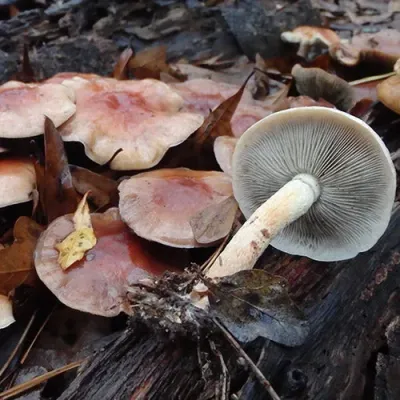 Bricktop MycoGarden Fruiting Kit - (Hypholoma lateritium) - Product Image