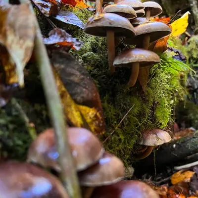 Bricktop MycoGarden Fruiting Kit - (Hypholoma lateritium) - Image 2