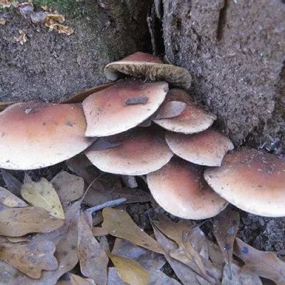 Bricktop Plug Spawn - (Hypholoma lateritium) - Product Image