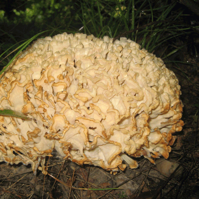 Cauliflower Mushroom Plug Spawn - (Sparassis crispa) - Image 2