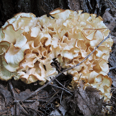 Cauliflower Mushroom Plug Spawn - (Sparassis crispa) - Image 3