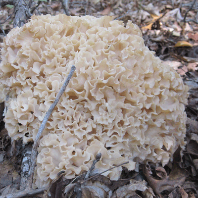 Cauliflower Mushroom - (Sparassis americana) Sawdust Spawn - 5lb - Product Image