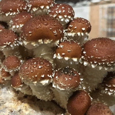 Chestnut Fungus Sawdust Spawn - (Pholiota adiposa) - 5lb - Product Image