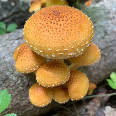 Chestnut MycoGarden Fruiting Kit - (Pholiota adiposa) - Product Image