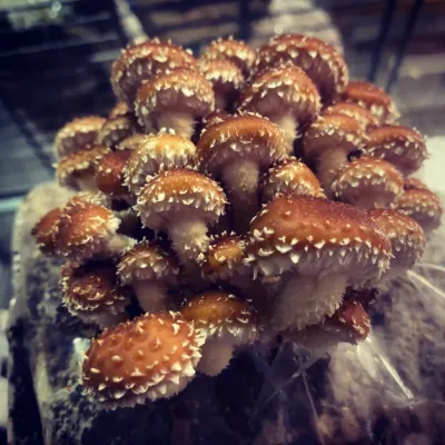 Chestnut MycoGarden Fruiting Kit - (Pholiota adiposa) - Image 3