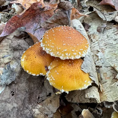 Chestnut MycoGarden Fruiting Kit - (Pholiota adiposa) - Image 4