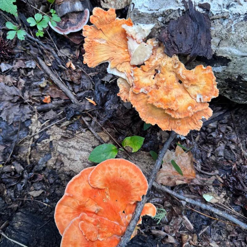 Chicken of the Woods (Laetiporus spp.) Mushroom Fruiting Logs - Product Image