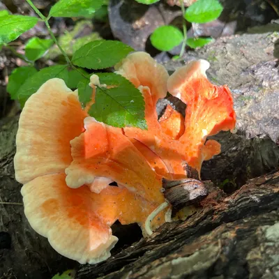 Chicken of the Woods (Laetiporus spp.) Mushroom Fruiting Logs - Image 2