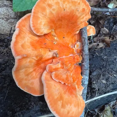 Chicken of the Woods (Laetiporus spp.) Mushroom Fruiting Logs - Image 3
