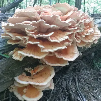 Chicken of the Woods - (Laetiporus spp.) Sawdust Spawn - 5lb - Product Image