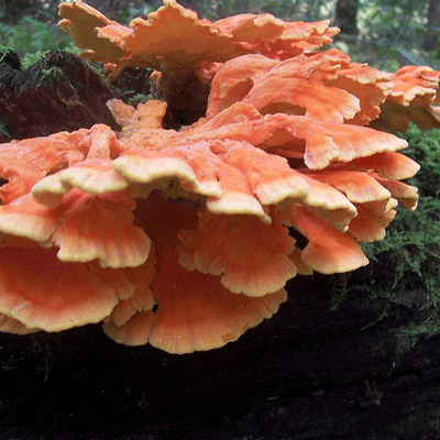 Chicken of the Woods - (Laetiporus spp.) Sawdust Spawn - 5lb - Image 2