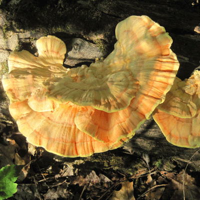 Chicken of the Woods - (Laetiporus spp.) Sawdust Spawn - 5lb - Image 3