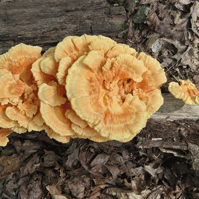 Chicken of the Woods - (Laetiporus spp.) Sawdust Spawn - 5lb - Image 4