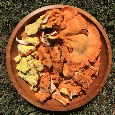 Chicken of the Woods - (Laetiporus spp.) Sawdust Spawn - 5lb - Image 5