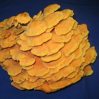Chicken of the Woods - (Laetiporus spp.) Sawdust Spawn - 5lb - Image 6