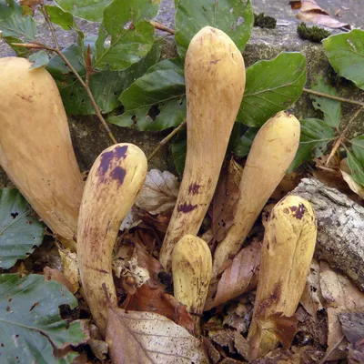 Clavariadelphus pistillaris (Tapered Club) mushroom