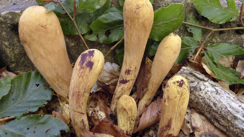 Clavariadelphus pistillaris (Tapered Club) mushroom