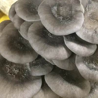 Cold Blue Oyster MycoGarden Fruiting Kit - (Pleurotus ostreatus) - Product Image