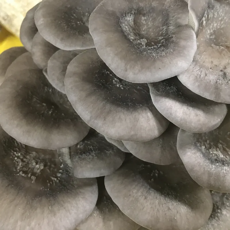Cold Blue Oyster MycoGarden Fruiting Kit - (Pleurotus ostreatus) - Product Image