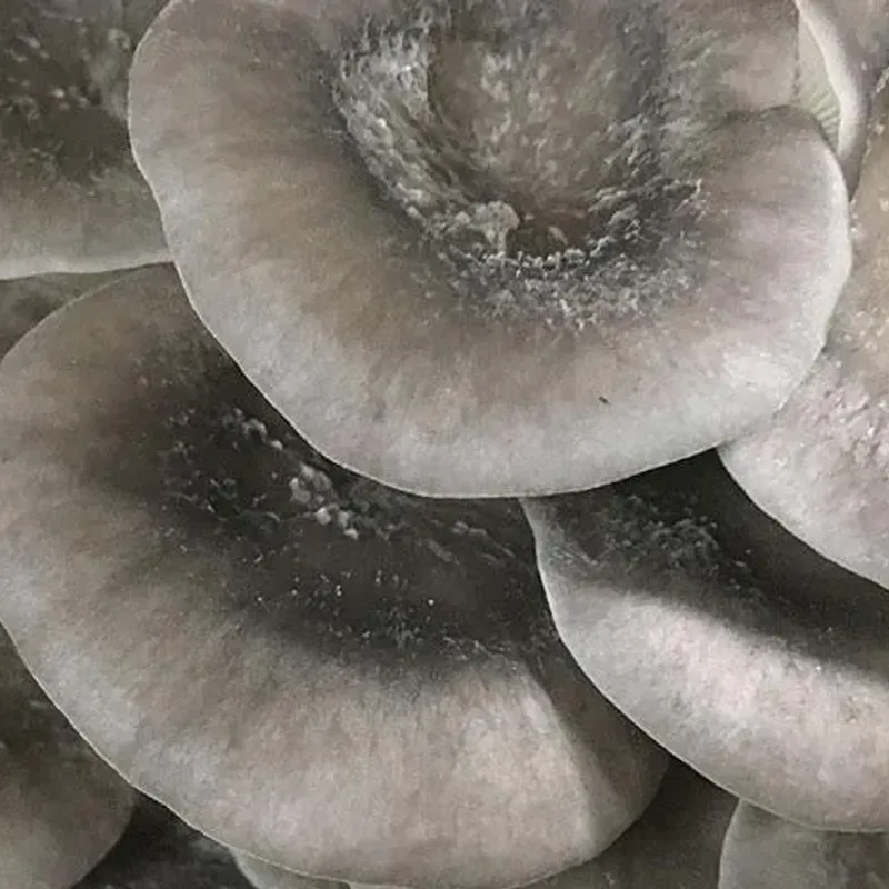 Cold Blue Oyster MycoGarden Fruiting Kit - (Pleurotus ostreatus) - Image 2