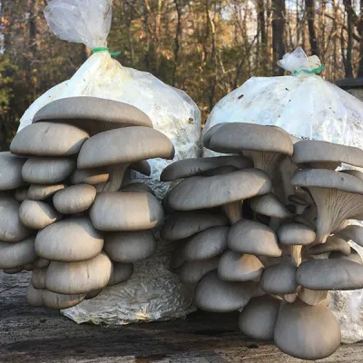 Cold Blue Oyster MycoGarden Fruiting Kit - (Pleurotus ostreatus) - Image 3