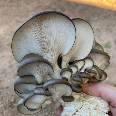 Cold Blue Oyster MycoGarden Fruiting Kit - (Pleurotus ostreatus) - Image 4