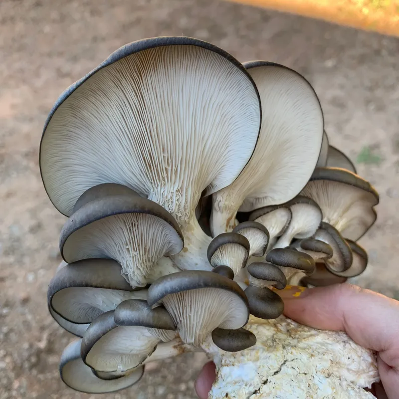 Cold Blue Oyster MycoGarden Fruiting Kit - (Pleurotus ostreatus) - Image 4