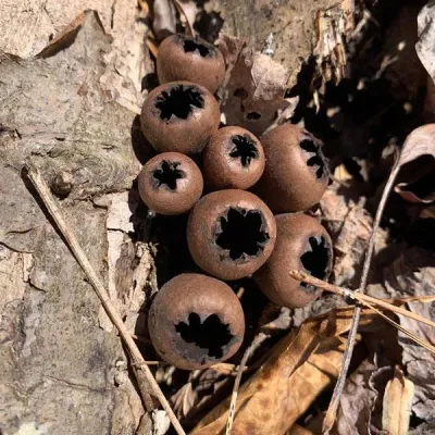 Devil's Urn Plug Spawn - (Urnula craterium) - Image 2