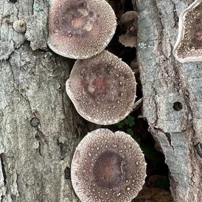Discounted Shiitake Mushroom Sawdust Spawn - (Lentinula edodes) - 5lb - Wide Range Variety - Product Image