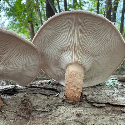 Discounted Shiitake Mushroom Sawdust Spawn - (Lentinula edodes) - 5lb - Wide Range Variety - Image 2