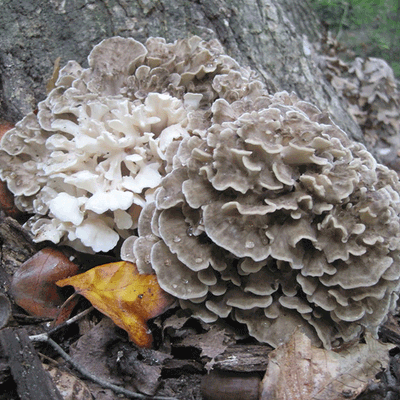 DRIED MAITAKE MUSHROOMS - Image 4