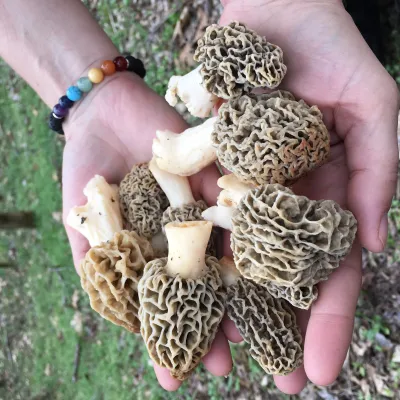 DRIED MOREL MUSHROOMS - Image 5