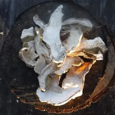 DRIED PORCINI MUSHROOMS - Image 4