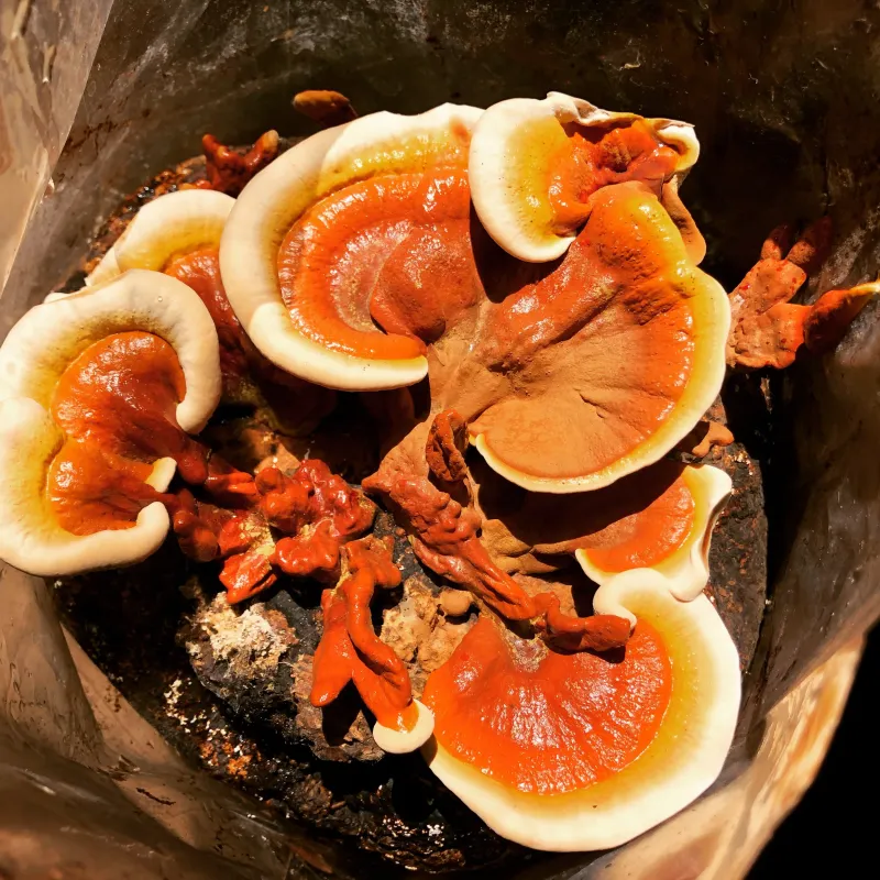 DRIED REISHI MUSHROOMS - Image 4