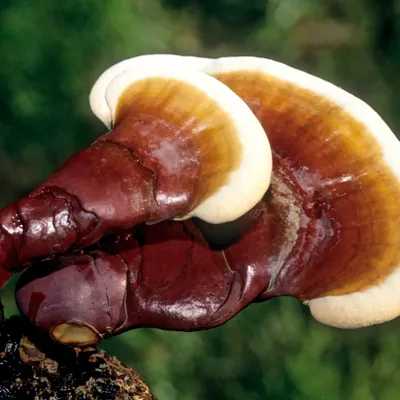 DRIED REISHI MUSHROOMS - Image 5