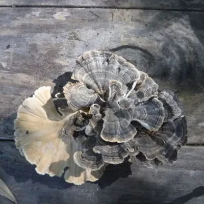 DRIED TURKEY TAIL POWDER - Image 4