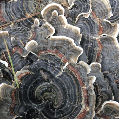 DRIED TURKEY TAIL POWDER - Image 5