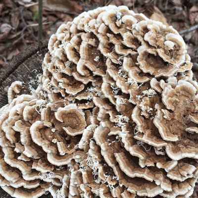 DRIED TURKEY TAIL POWDER - Image 6