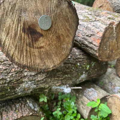 Durable Mushroom Log Tags - Image 4
