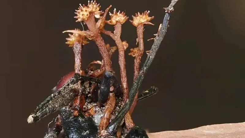 Pleural cordyceps Cornu synnemata
