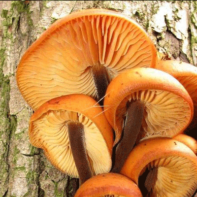 Enoki "Velvet Foot" - (Flammulina velutipes) Sawdust Spawn - 5lb - Product Image