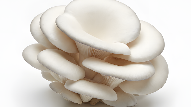 catalog-raw mushroom mushroom-only photography