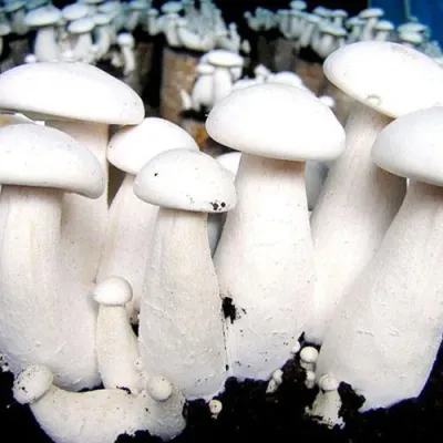 Giant Milky Sawdust Spawn - (Calocybe indica) - Product Image