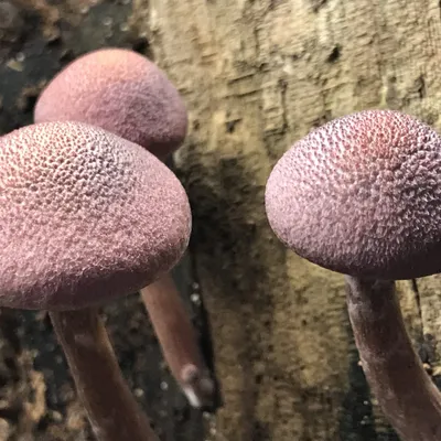 Gymnopilus luteofolius (Yellow Leaf Gymnopilus) mushroom