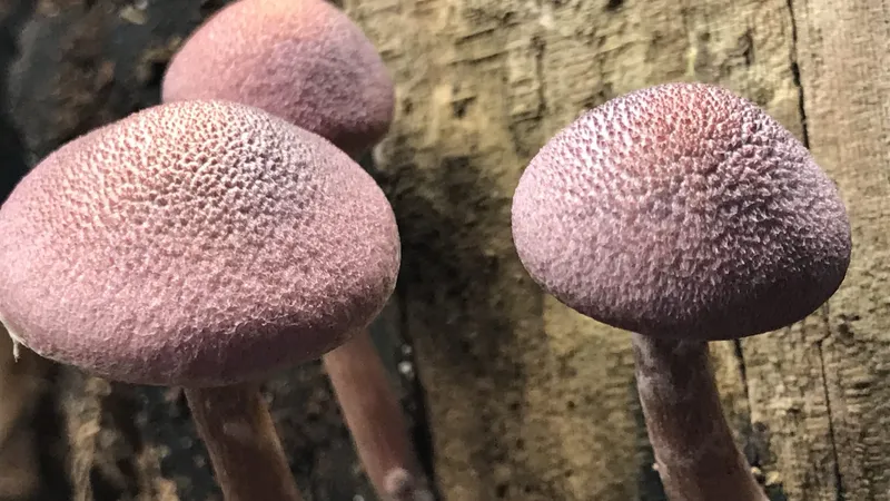 Gymnopilus luteofolius (Yellow Leaf Gymnopilus) mushroom